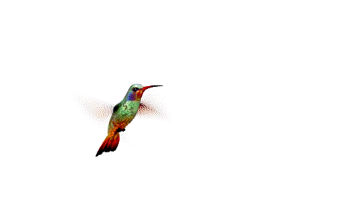 Flying Bird